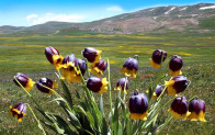 Karayazı Ters Lale Festivali Başlıyor! Doğanın, Kültürün ve Renklerin Buluşması