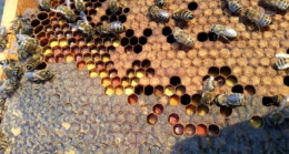 Bal Üretimi Yapan Arıcılar Sezonu Kapattı