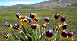 Karayazı Ters Lale Festivali Başlıyor! Doğanın, Kültürün ve Renklerin Buluşması