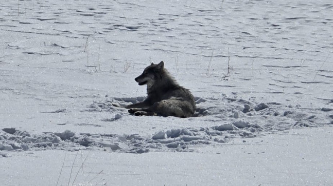 Karayazı’da Kurtlar Vadisi Mutlu Sonla Bitti