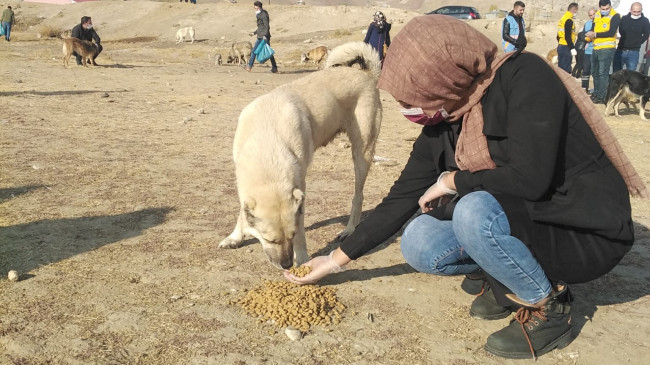 Van hayvan bakımevindeki Veteriner hekimler neden sokak canları ile ilgilenmiyor