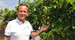 Antalya’da yetiştirilen tropikal meyvelerden passiflora ünlü isimlerden yoğun talep görüyor