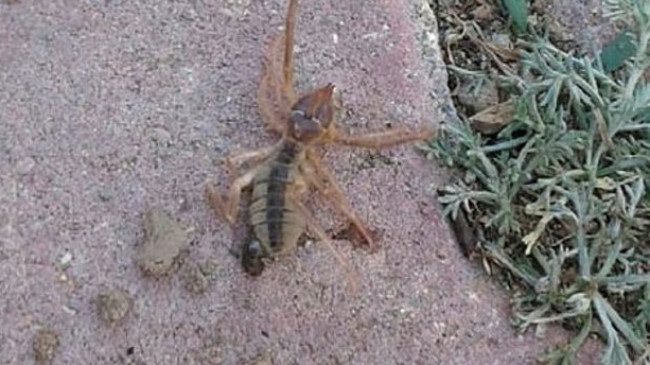 Kayseri’de, ‘sarıkız’ cinsi örümcek tedirginliği