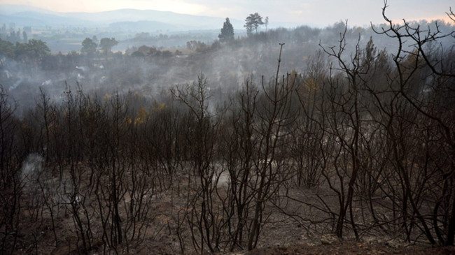 Son dakika: Gelibolu’daki orman yangınında şu ana kadar 450 hektar alan yandı