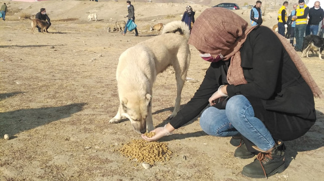 Van hayvan bakımevindeki Veteriner hekimler neden sokak canları ile ilgilenmiyor