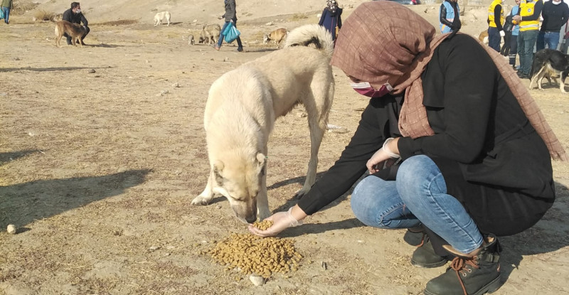 Van hayvan bakımevindeki Veteriner hekimler neden sokak canları ile ilgilenmiyor